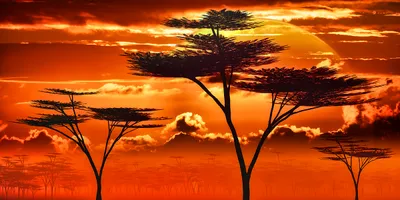 Wall art: African sunset over the savannah