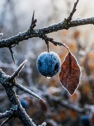 Wall art: Frost jewel of the blackthorn