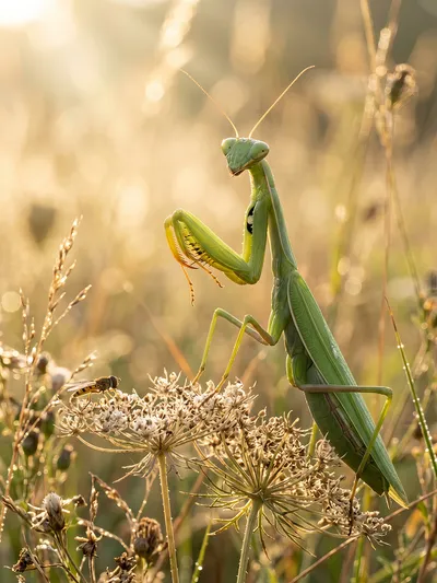 Wall art: Morning encounter with a praying mantis