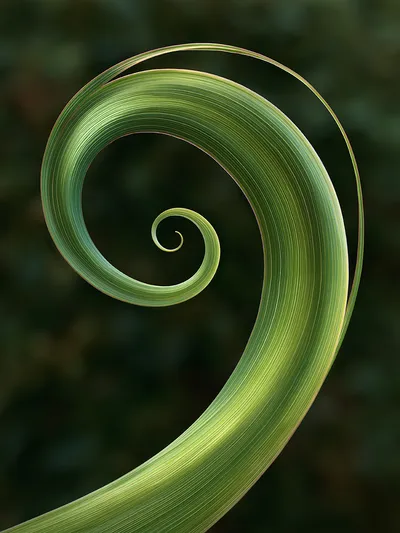 Wall art: Green geometry of stillness