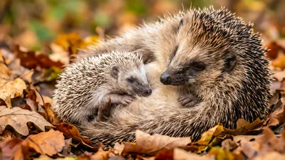 Wall art: Hedgehog family in autumn