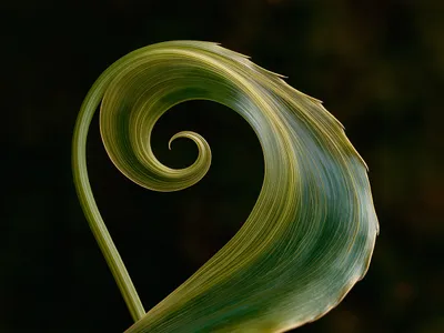 Wall art: Organic spiral