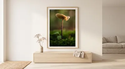 Interior view: Mushroom in moss: nature poetry