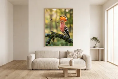 Interior view: Hoopoe