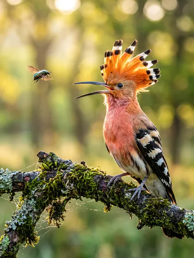 Wall art: Hoopoe
